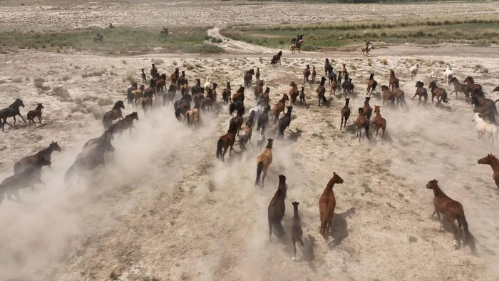 　　▲7月30日，新疆拜城县老虎台乡，全国唯一在编民兵骑兵连挑选新坐骑。&nbsp; 新疆拜城县融媒体中心供图。