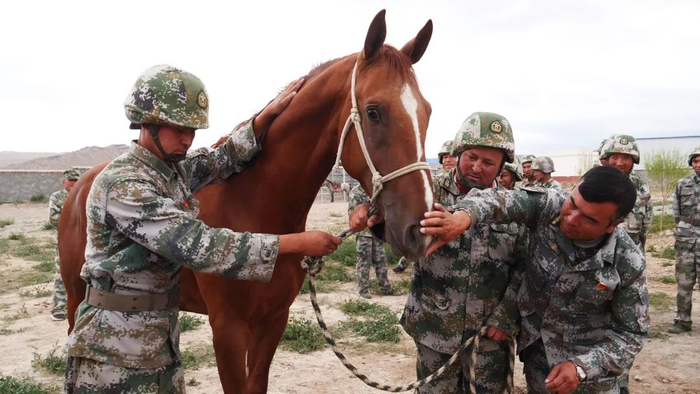 　▲阿迪力选中的马，额前有条醒目的白色毛发。&nbsp; 新疆拜城县融媒体中心供图