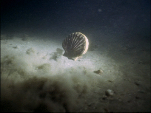 图源：clamsplaning