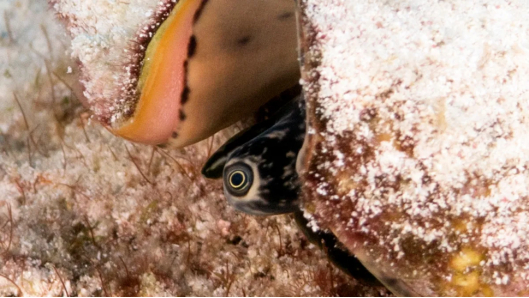 海螺正在暗中观察 图源：gizmodo