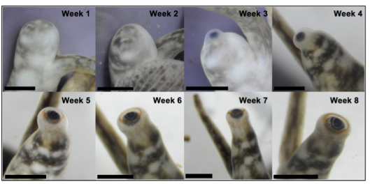海螺眼睛的再生过程 图源：文献2