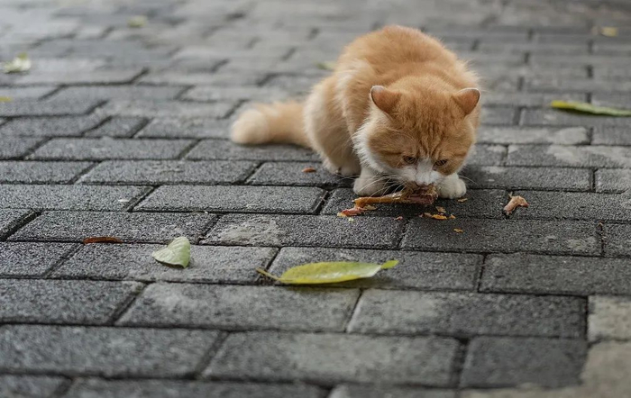 8月8日是国际猫咪日。  视觉中国 图