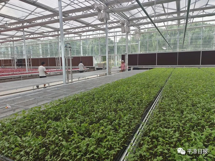 崇信县汭河川现代循环农业示范园育苗温室内，辣椒苗郁郁葱葱，长势喜人。