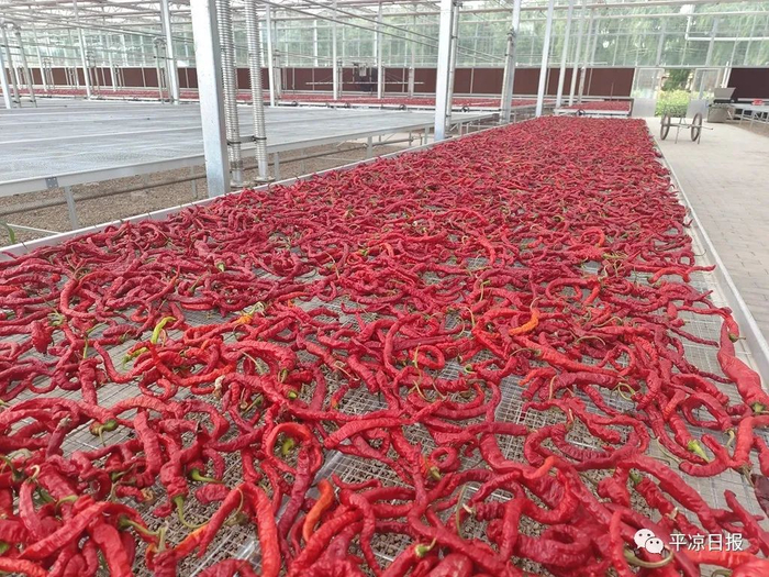 崇信县汭河川现代循环农业示范园里，正在晾晒的辣椒。
