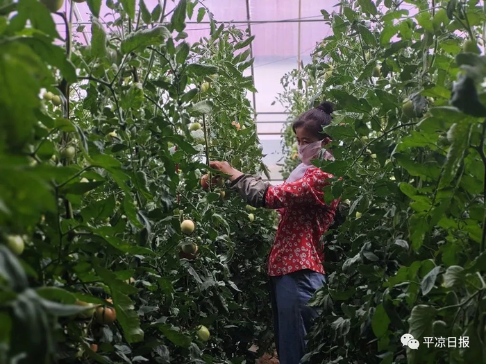 崇信县汭河川现代循环农业示范园里，工人正在大棚查看西红柿长势。