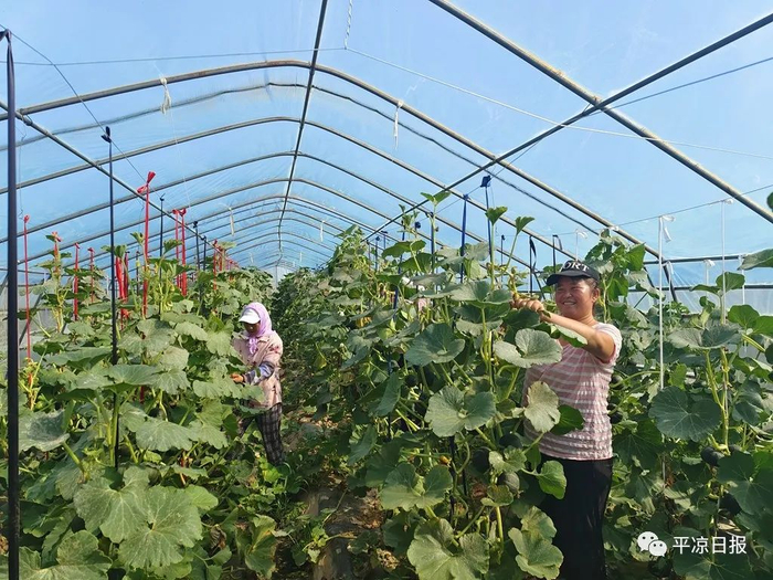 进入收获期，平凉新丰园农业科技有限公司组织工人正在采摘贝贝南瓜。