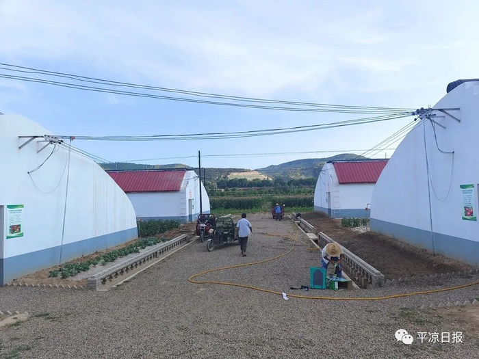 崇信县汭河川现代循环农业示范园里，正在忙碌的工人。