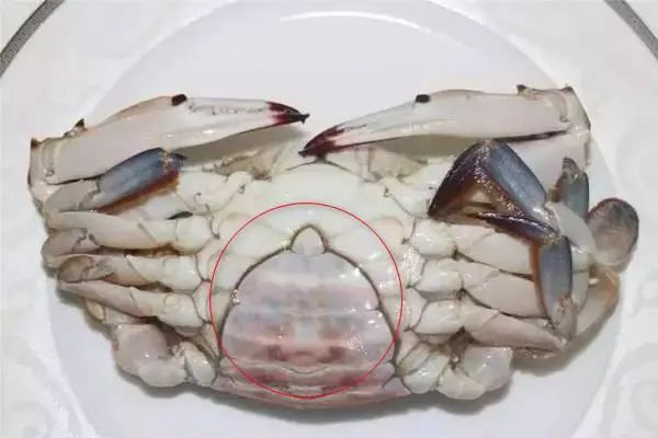 母蟹
