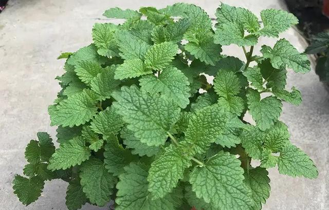 柠檬香蜂草"这样养",长到泛滥,比薄荷旺盛,芳香美观,用途多