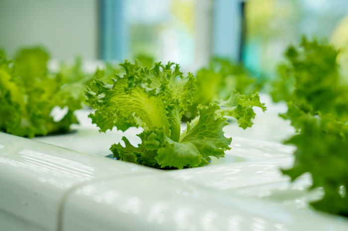 ▲通常在35天左右一棵生菜就能从种子长大成熟/图源莫斯提