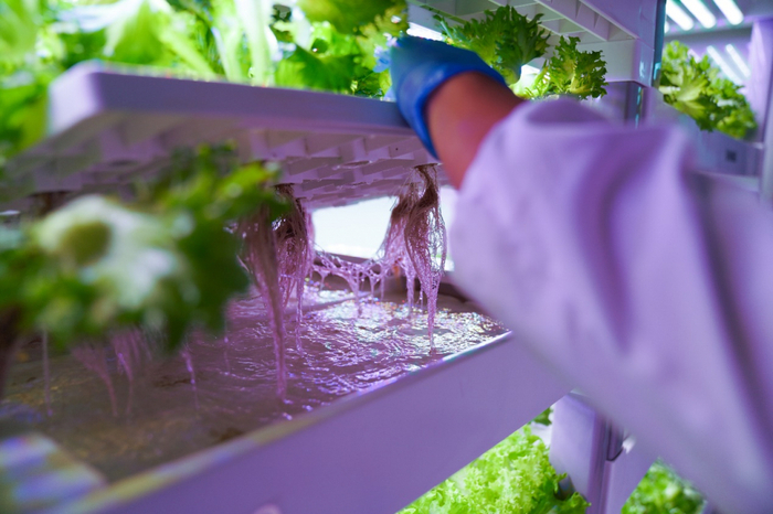 ▲种菜不见地的集装箱植物工厂/图源莫斯提