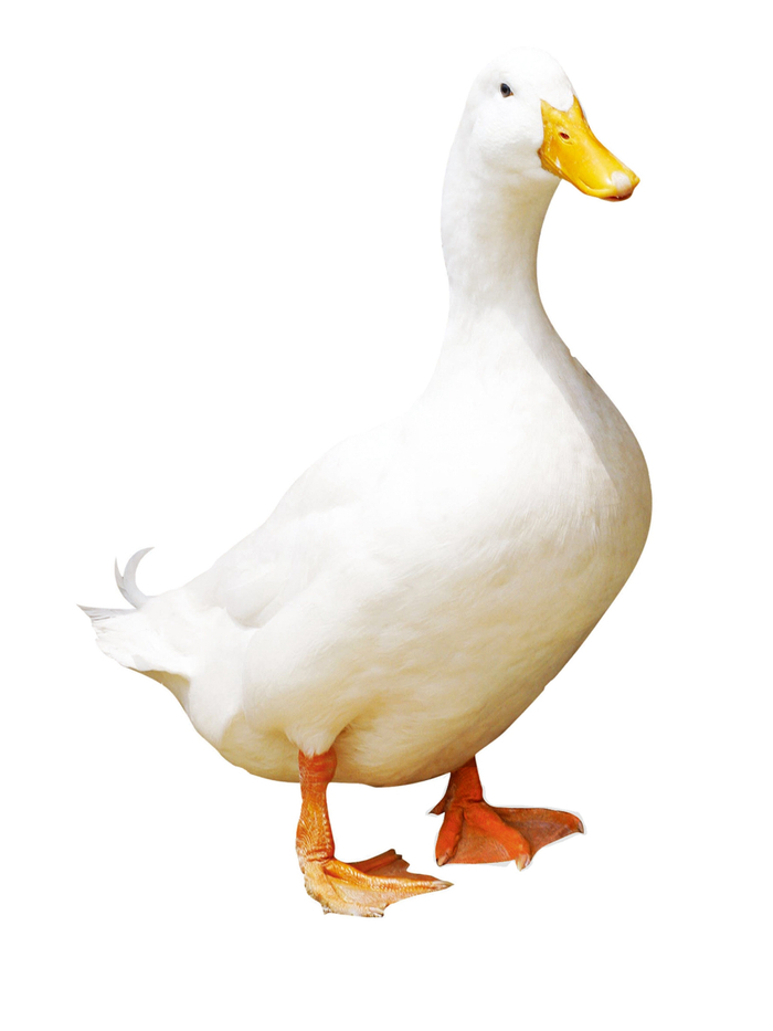 北京鸭。图片来源：北京市畜牧总站