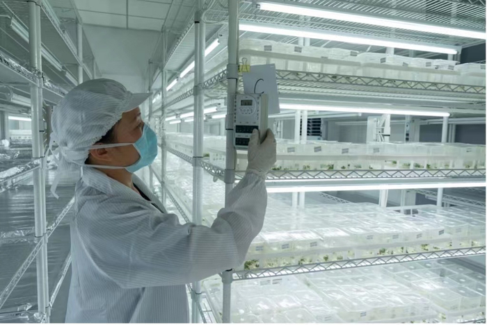 技术人员把草莓的茎脐剪下来，提取0.1毫米，通过培养基，在无菌环境下脱毒育苗。穆功 摄 