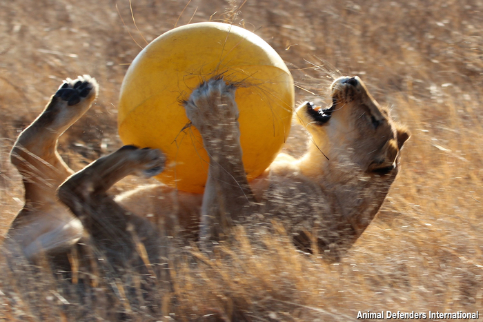 当地时间2022年8月4日，南非，母狮在野生动物保护区内展示自己的运球和拦截技能。图/newscom/IC photo