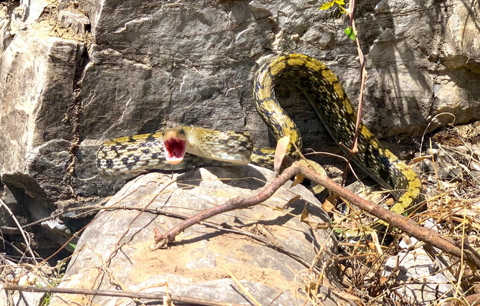黑眉锦蛇。黑豹野生动物保护站供图