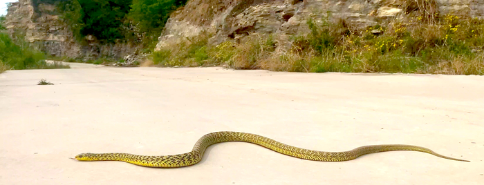 王锦蛇。黑豹野生动物保护站供图