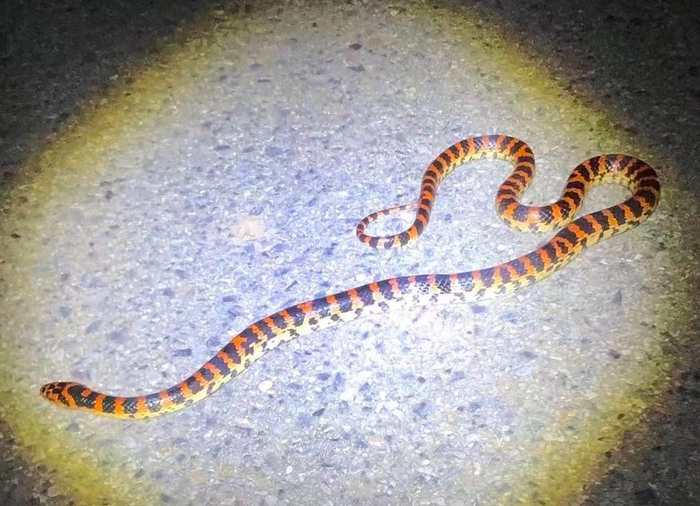 赤链蛇。黑豹野生动物保护站供图