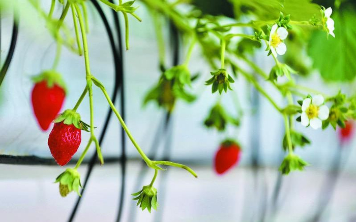 位于云南昆明国家高原云果产业园的比赛基地中，第二个产季的花序已开始开花挂果。穆功摄