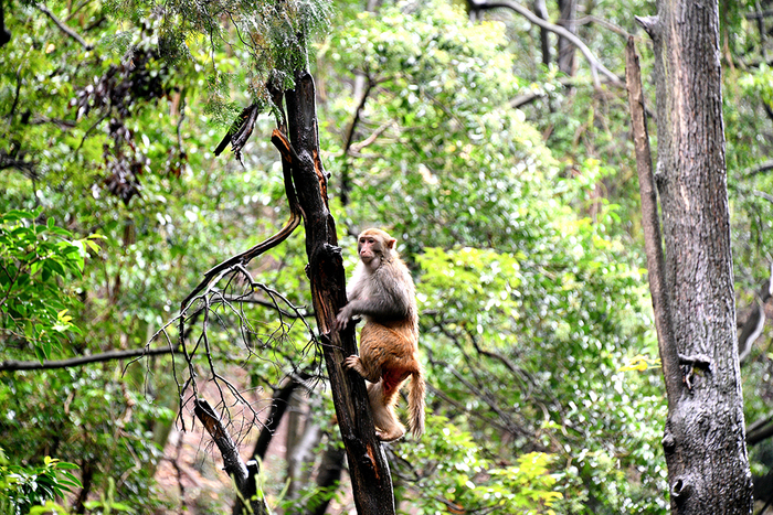 黔灵山公园猴子 视觉中国 资料图