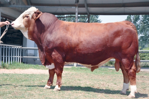 　　华西牛种公牛。　资料图