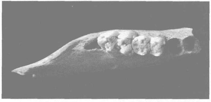 河南舞阳贾湖遗址出土猪骨标本（《河南舞阳县贾湖遗址出土猪骨的再研究》，《考古》2008年第1期）