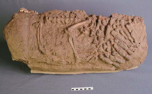 陕西西安秦汉栎阳城M27狗与陶俑（《西安市阎良区秦汉栎阳城遗址墓葬的发掘》，《考古》2016年第9期）