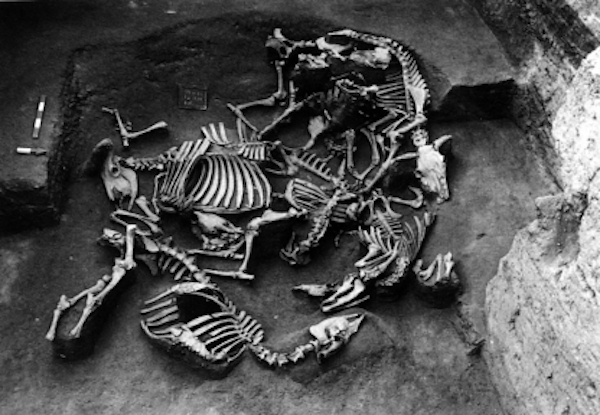 河南柘城山台寺遗址出土黄牛遗骸（《河南商丘地区殷商文明调查发掘初步报告》，《考古》1997年第4期）