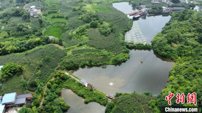 李渡街道以“高科技生态养殖特色”的水产养殖基地。　李渡街道办事处供图