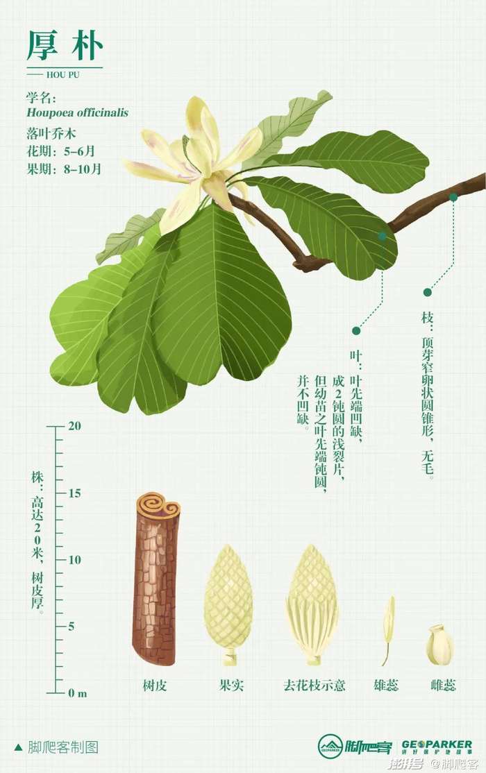 厚朴，仅供参考©脚爬客/制图