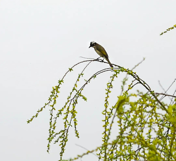 一只小鸟停留在
