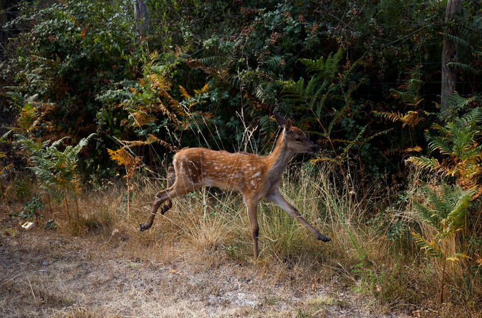 当地时间2022年8月12日，法国吉伦特省，当地山火持续蔓延，一只小鹿逃离山林。