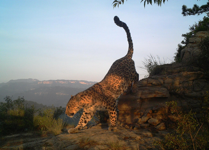 2014年-2015年间，山西省晋中市榆次区，红外相机拍到“豹大王”M2从石头上跳下。猫盟供图