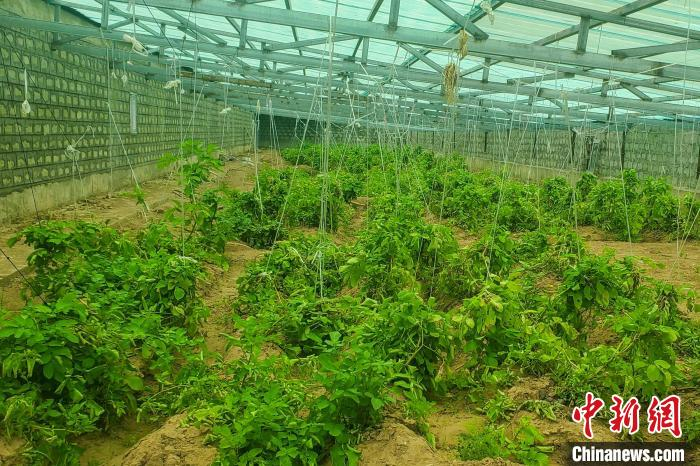 2022年8月，那曲申扎县试种的大棚土豆即将迎来收获。　申扎县农业农村局 供图