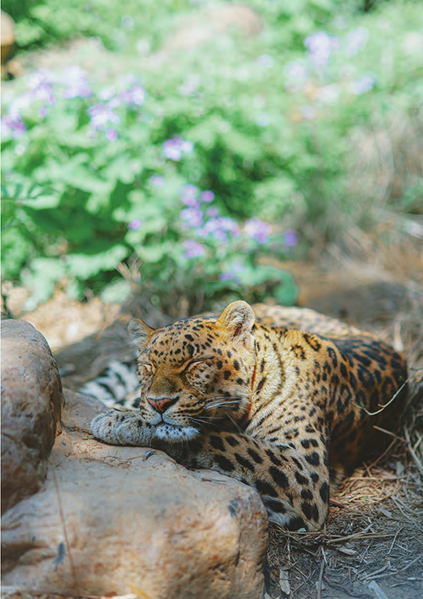 红山动物园的金钱豹