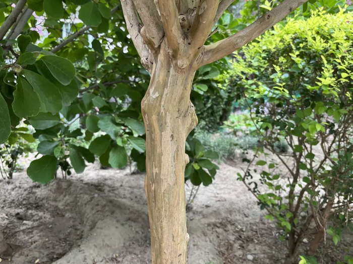 光溜溜的紫薇树干