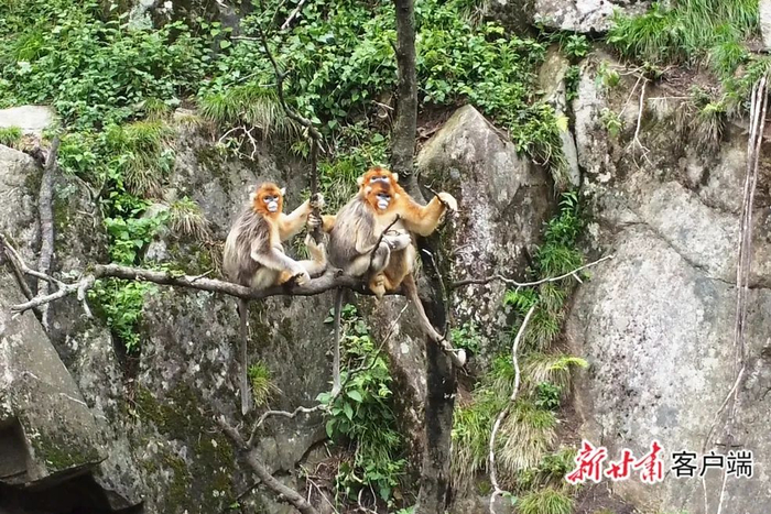 武都区裕河镇境内的金丝猴。