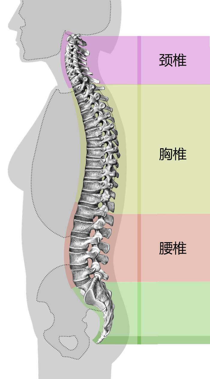 正常站姿下脊柱各段曲度丨wikimedia