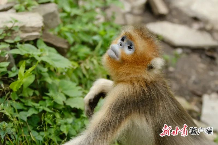 武都区裕河镇境内的金丝猴。