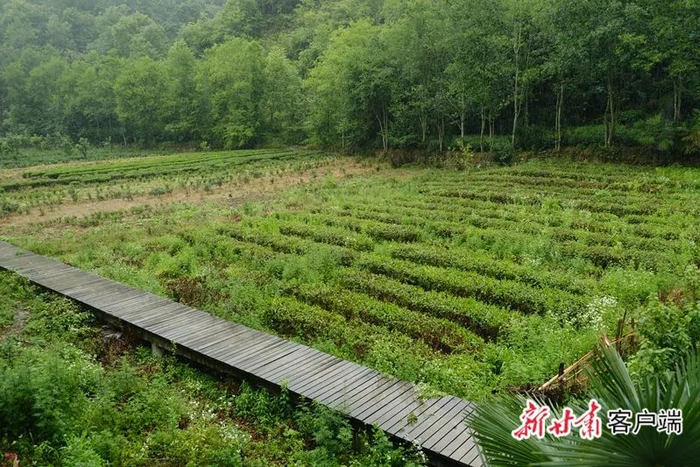 武都区裕河镇的茶园。