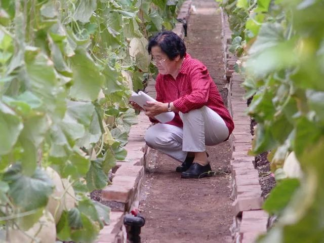 图源：新疆农业科学院哈密瓜研究中心