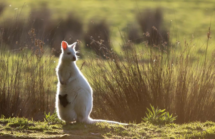 白袋鼠。来源：图虫创意