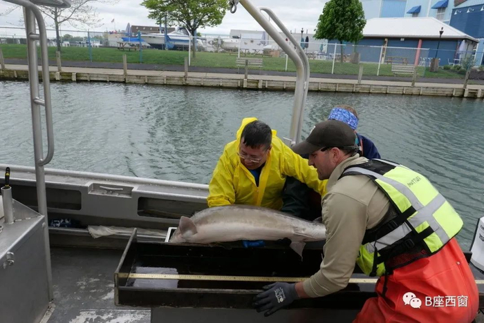 2019年考察美洲鲟鱼恢复情况