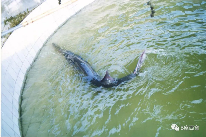 2002年12月救活的白鲟（昆山中华鲟保护基地）