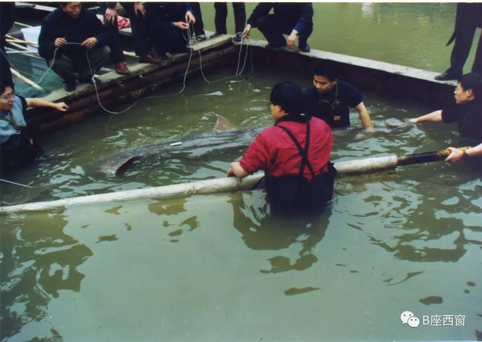 　　2003年1月抢救白鲟