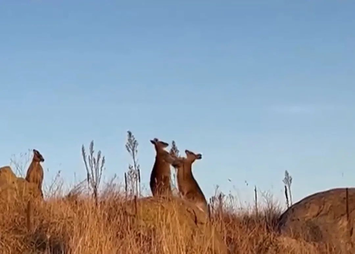 澳大利亚草原上打架的袋鼠。来源：央视新闻截图