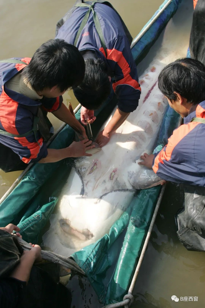 野生中华鲟救治