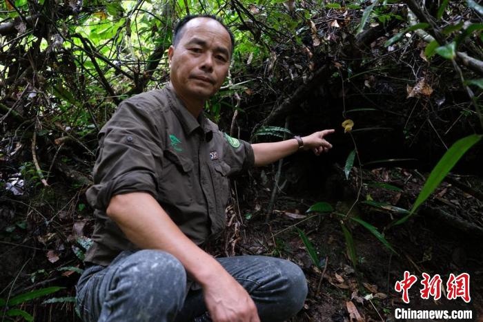 图为在广西大瑶山上，海明关木通绽放出黄色的花朵。　 刘维 摄