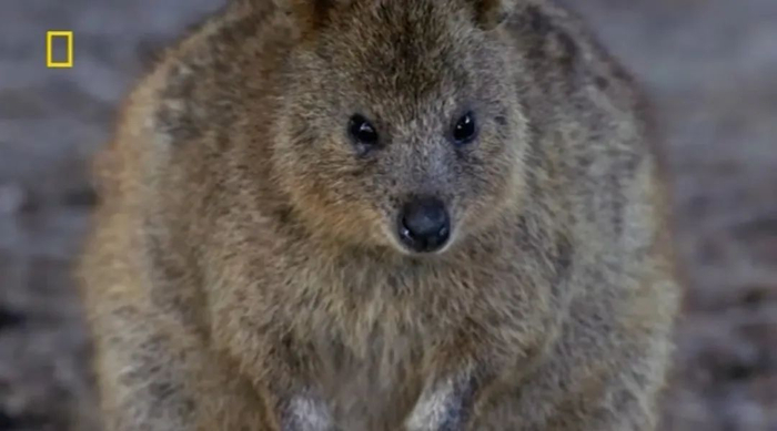 短尾矮袋鼠。来源：纪录片《洛特尼斯岛：短尾矮袋鼠的王国》截图