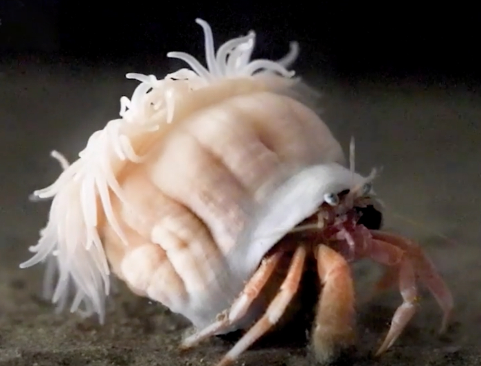 图片来自：Akihiro Yoshikawa