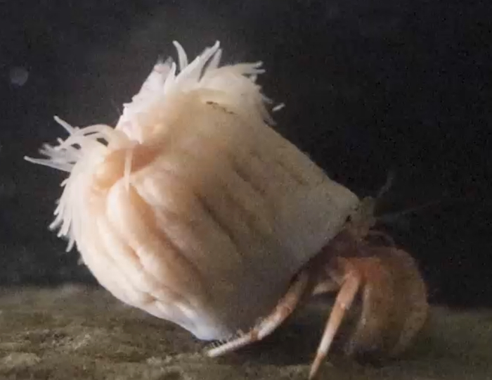 合体后的寄居蟹。图片来自：Akihiro Yoshikawa